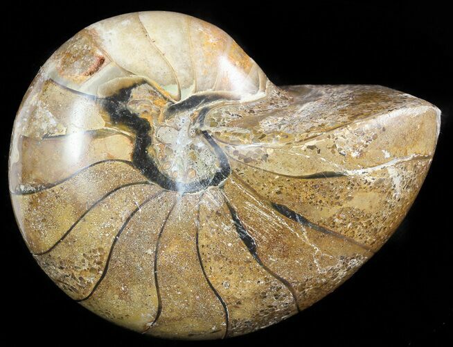Polished Nautilus Fossil - Madagascar #47393
